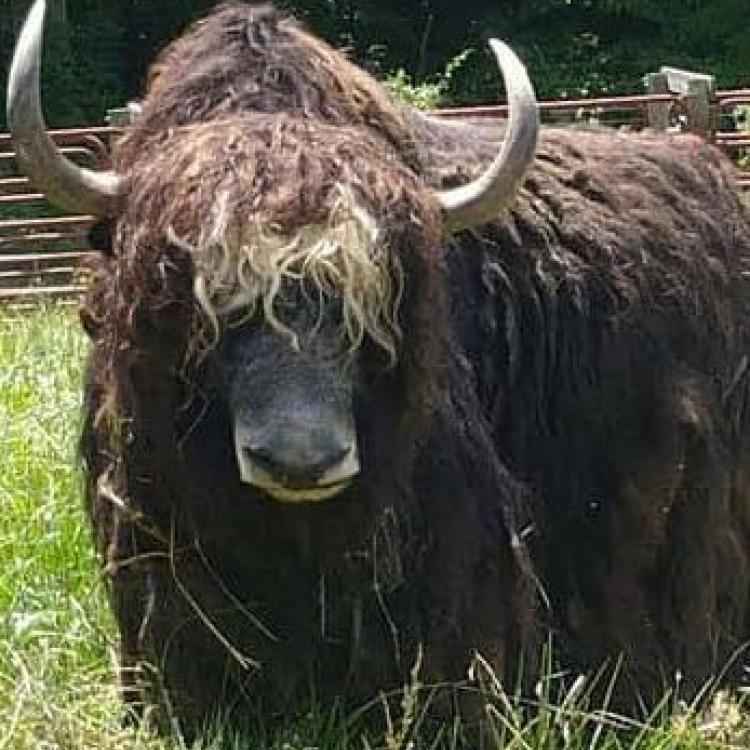 Yak Research Program